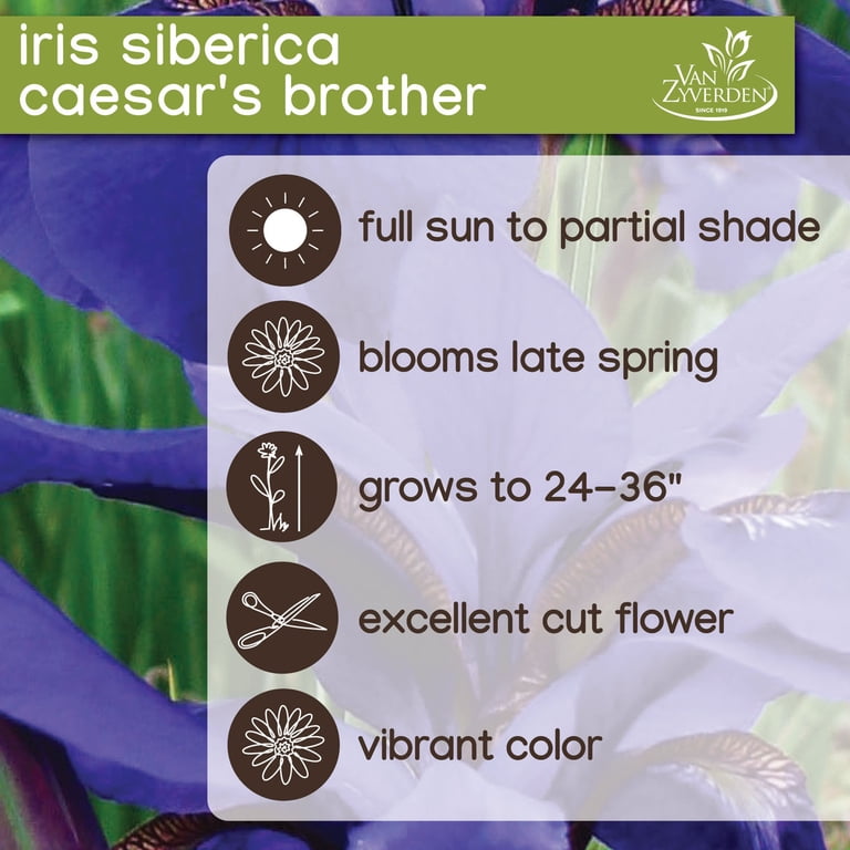 Expert Gardener Iris Siberica 'Caesar's Brother' Bare Roots Set of