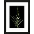 thumbnail image 2 of Bambusa Ventricosa BuddhasBelly Bamboo  Young Culm, Botanical Framed Art Print Wall Art by Paul Starosta Sold by Art.Com, 2 of 6