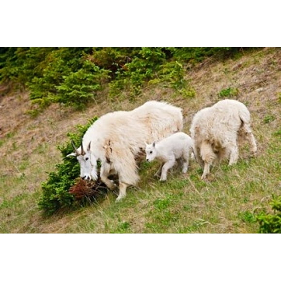 Alberta, Jasper NP, Mountain Goat wildlife Poster Print by Larry Ditto (36 x 24)
