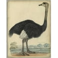 thumbnail image 2 of PI Collection 26x32 Gold Ornate Wood Framed with Double Matting Museum Art Print Titled - The Ostrich, 2 of 4