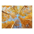 thumbnail image 3 of Tiptophomedecor Landscape Wallpaper Wall Mural - Autumnal Treetops, 3 of 4