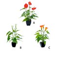 thumbnail image 4 of Bonsái artificial Cateissary para Decoración Interior y Exterior, 4 of 6