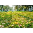 thumbnail image 2 of ABPHOTO 7x5ft Photography Backdrop Forest Nature Landscape Green Field Fall Leaves Photo Background Backdrops, 2 of 4