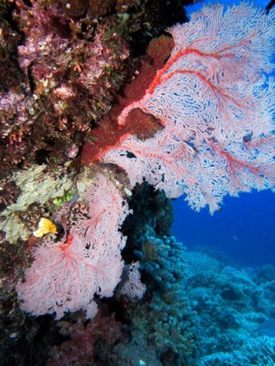 Fan Coral Agincourt