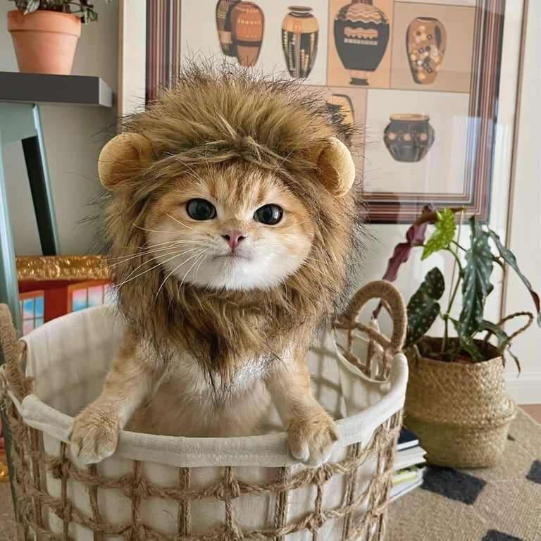 cute cat dressed as lion Cat Dressed as Lion: A Cute Pet Costume Transformation