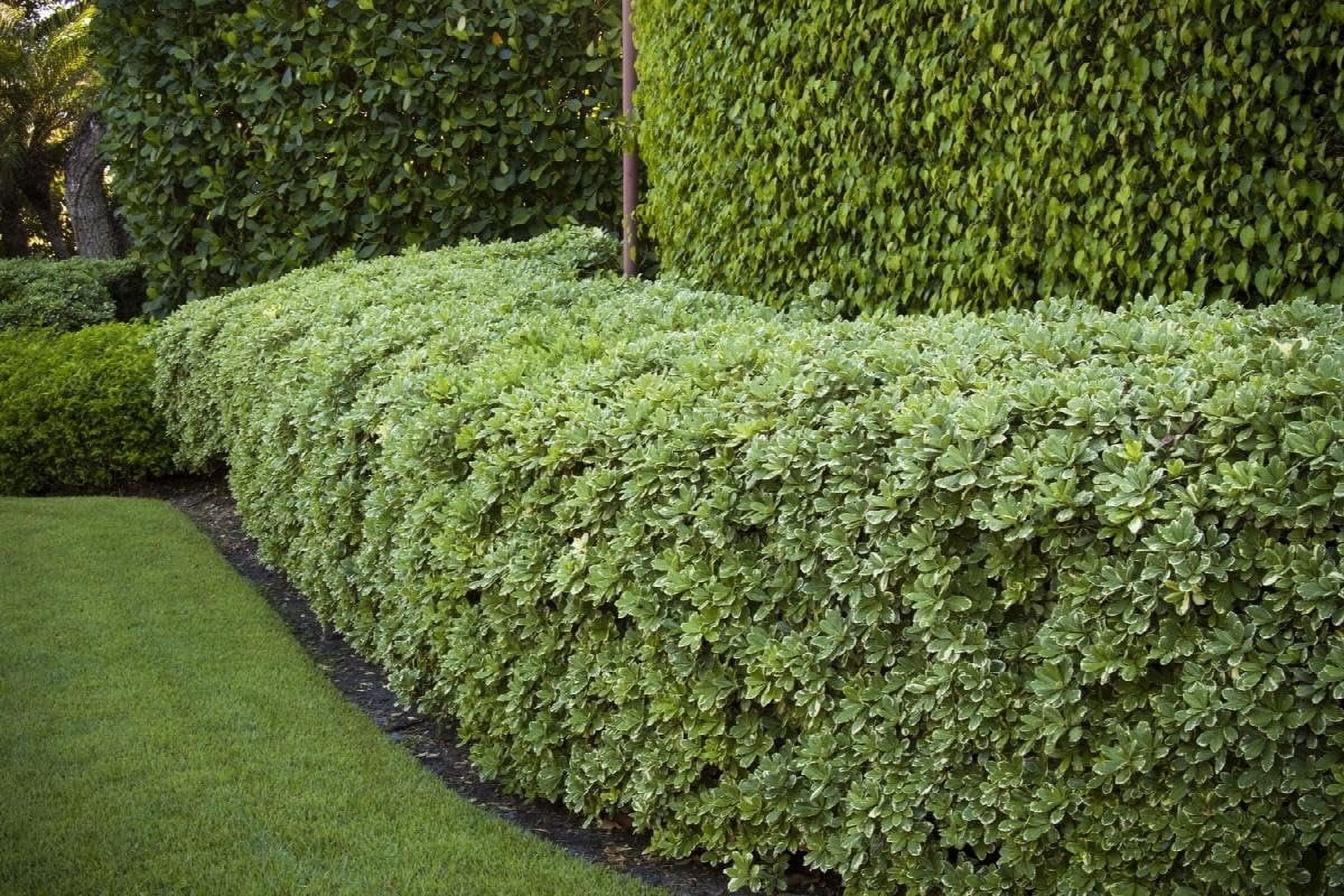 Pittosporum Variegated I 3 Large Gallon Size Plants I Pittosporum Tobria Variegatum I Live Striking Two-Tone Foliage for All-Year Visual Interest, Ideal for Hedges, Borders