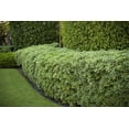 thumbnail image 6 of Pittosporum Variegated I 1 Large Gallon Size Plant I Pittosporum Tobria Variegatum I Live Striking Two-Tone Foliage for All-Year Visual Interest, Ideal for Hedges, Borders, 6 of 6
