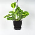 thumbnail image 6 of Live Lemon Lime Prayer Plant - 4" Hanging Pot - Black, 6 of 6