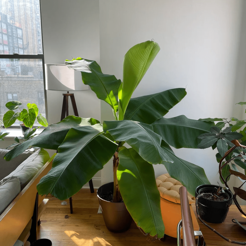 Dwarf Cavendish Banana Tree Live Plants, Well Rooted Banana Tree, Banana Plants, Sweet Edible Fruit Tree, Ready to Grow, Live Banana Fruit
