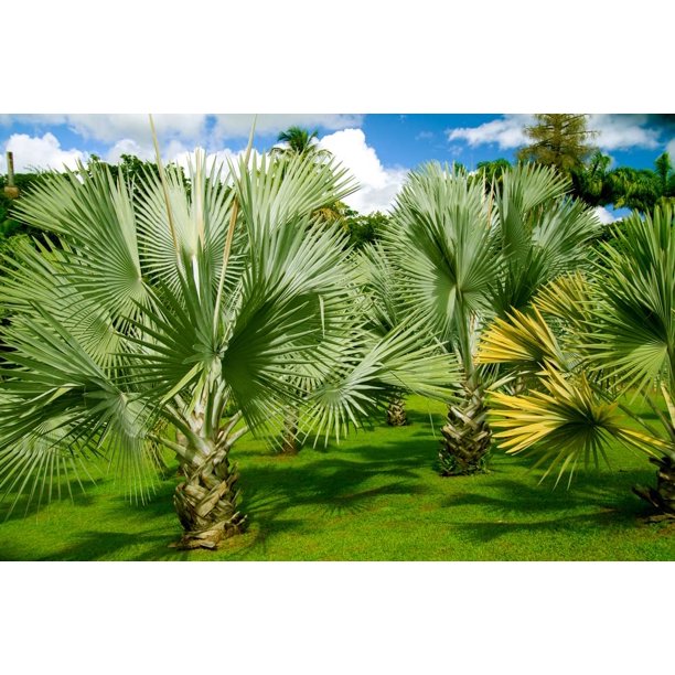 Mexican Fan Palm Tree Seeds, Washingtonia Robusta, Mexican Washingtonia, 15 Tree Seeds, Exotic
