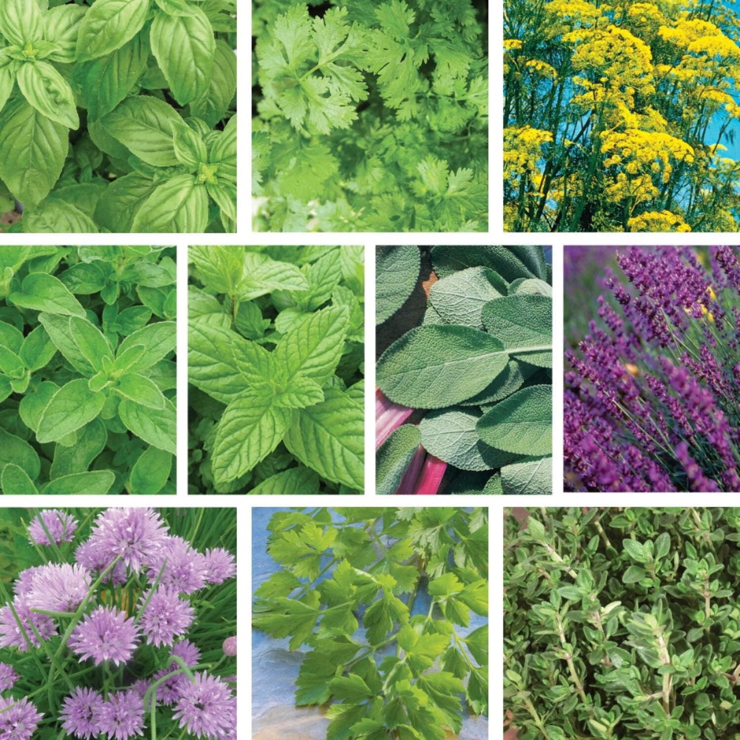 Ferry-Morse Herb Enthusiast Organic Seed Variety Pack - 10 Pack