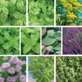 thumbnail image 2 of Ferry-Morse Herb Enthusiast Organic Seed Variety Pack - 10 Pack, 2 of 5