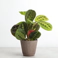 thumbnail image 2 of Live Red Prayer Plant - Pet Safe - 4" Decorative Pot Cover - Thorsen's Greenhouse, 2 of 10