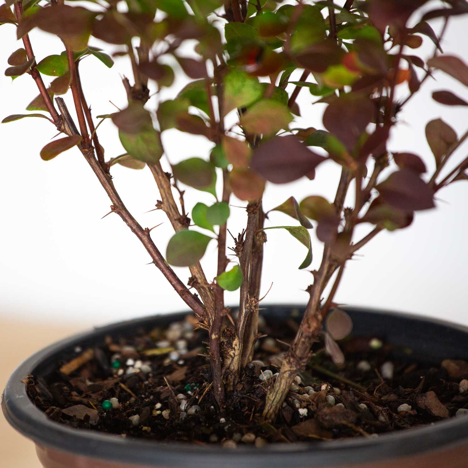 Southern Living Orange Rocket Barberry Live Shrub in 2.5-Quart Grower Pot