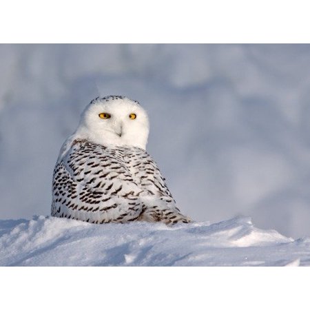 Acrylic Face Mounted Prints Conversations Snowy Owl Glossy