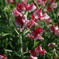 Old Spice Sweet Pea America Vining Flower Seeds - 200 Seeds