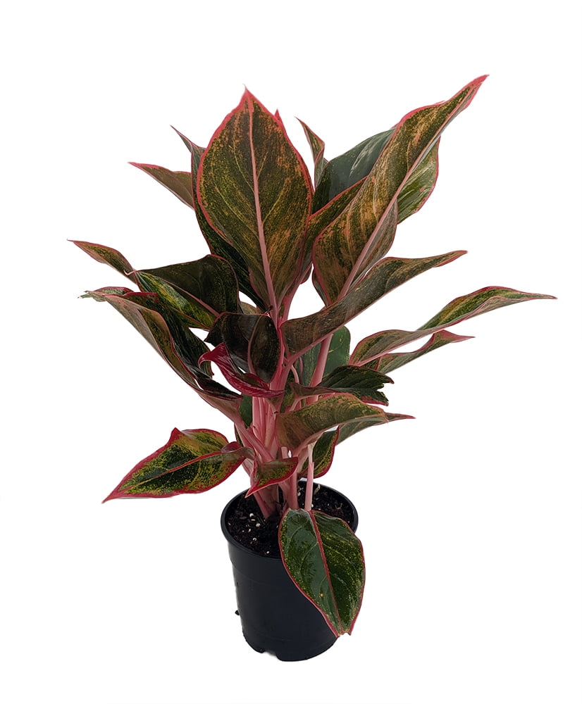 Siam Aurora Chinese Evergreen Plant Aglaonema Grows in Dim Light 5