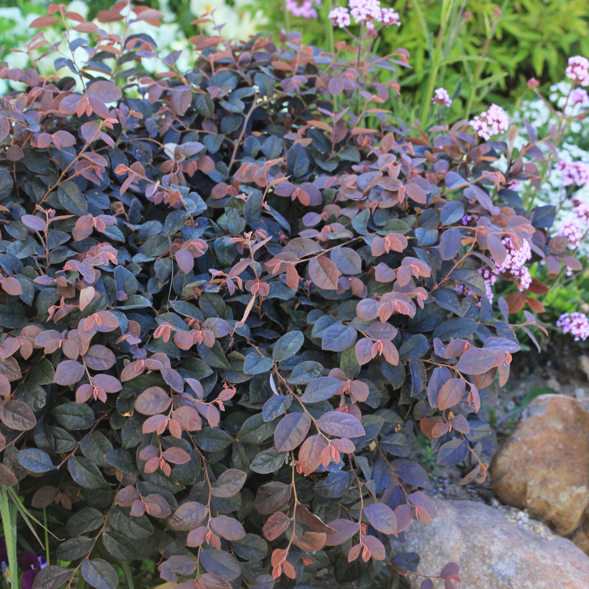 Proven Winners ColorChoice Jazz Hands Pink Loropetalum Live Shrub (2 Gallon)