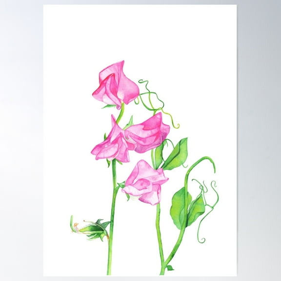 Sweet Peas Poster Wall Art, Modern Wall Decor For Living Room Bedroom, 8x12 UNFRAMED