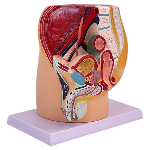 Anatomical Male Pelvic Cavity Model Male Reproductive Organ Anatomy Model