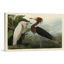 ARTCANVAS Purple Heron Canvas Art Print by John James Audubon - Size: 26" x 18" (0.75" Deep)