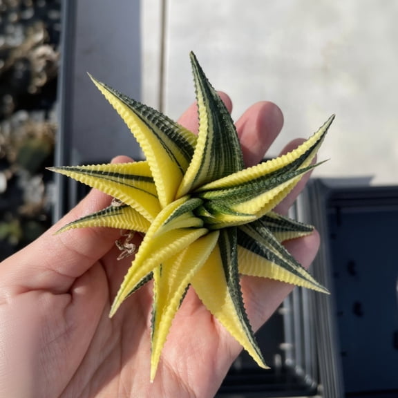 1am Succulents – Rare Haworthia Variegated Limifolia Succulent – 3.5" – Unique Indoor/Outdoor Plant