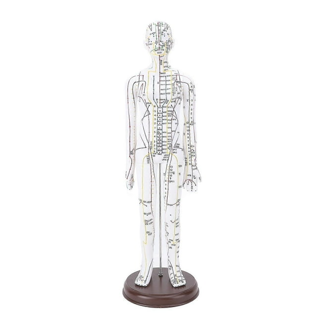 Modèle d'acupuncture de 52 cm, modèle de corps humain, modèle d'acupuncture complet avec base pour démonstration pédagogique aux étudiants, femme
