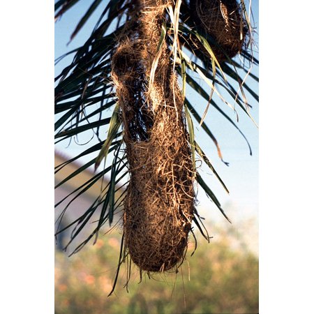 Tailed Tropic Bird - Framed Art for Your Wall Bird Webervogel Bird's Nest Brazil Nature Tropics 10x13 Frame