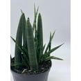 thumbnail image 4 of Sansevieria Boncel Cylindrica 6 inch, Starfish snakeplant, Super Filled Beautiful Snake Plant, 4 of 9