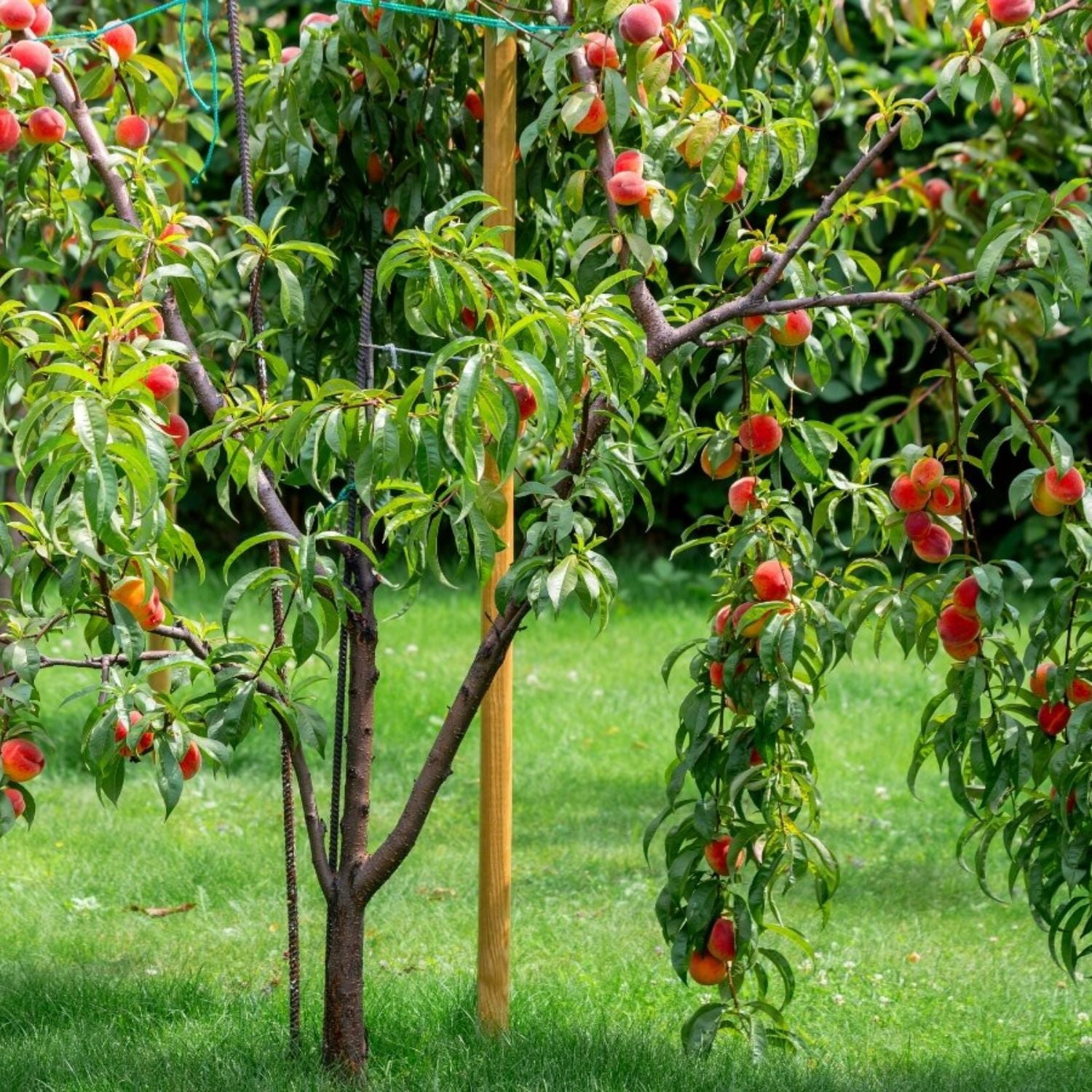 Expert Gardener Red Globe Peach Live Tree, 1-2 ft Tall, 1 gal Grower Pot