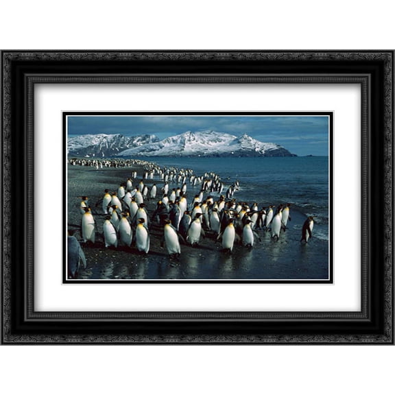 King Penguin colony along shoreline, Bay of Isles, South Georgia Island 2x Matted 24x18 Black Ornate Framed Art Print by Monteath, Colin