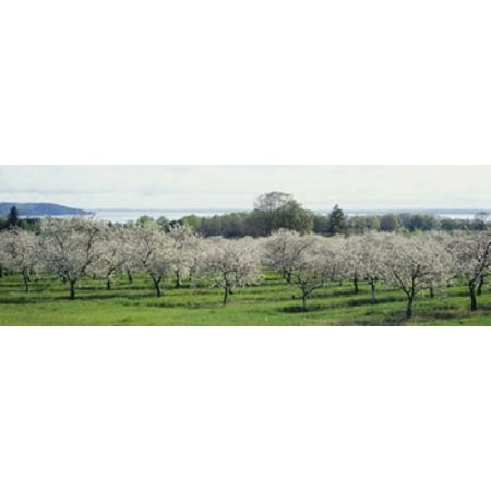 Cherry trees in an orchard Mission Peninsula Traverse City Michigan USA Canvas Art - Panoramic Images (18 x