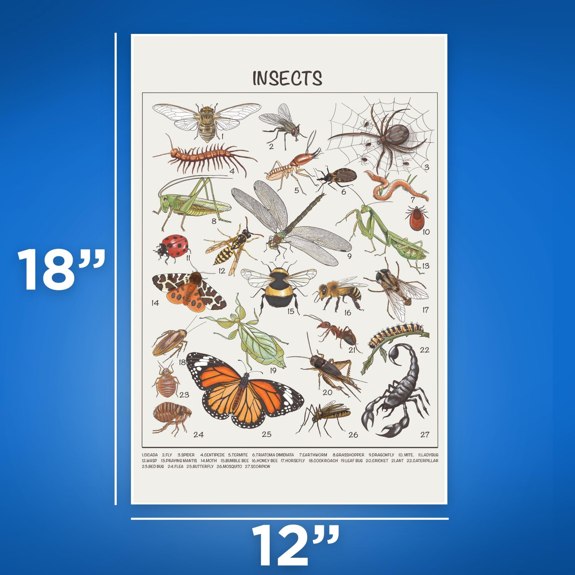 All Insects List Deviantart Insects Chart Hd