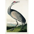 thumbnail image 2 of Audubon, John James 23x32 White Modern Wood Framed Museum Art Print Titled - Hooping Crane, 2 of 4