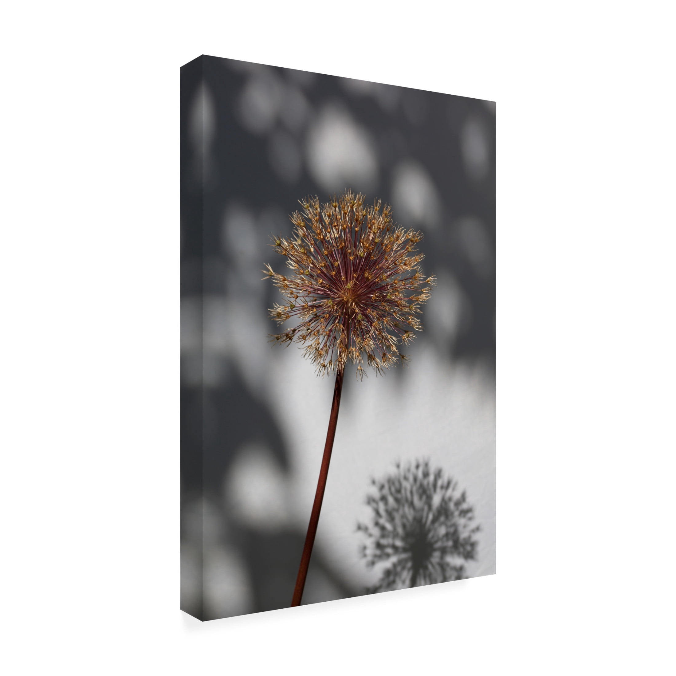 Trademark Fine Art Pictufy Studio Withered Flower, Seed House 1 Canvas Wall Art