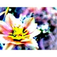 thumbnail image 3 of Popcorn 18x15 Black Modern Framed Museum Art Print Titled - Cactus Flower, 3 of 5