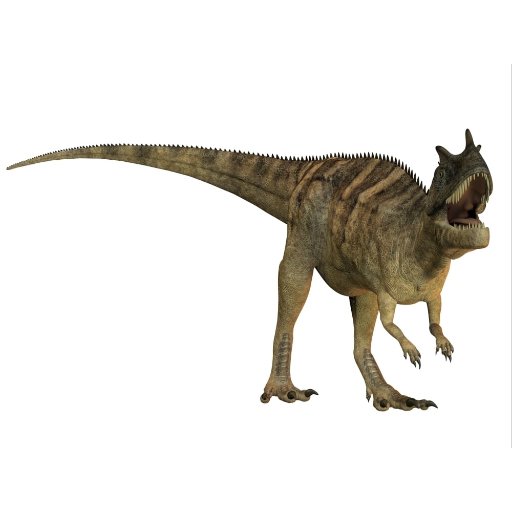 The Ceratosaurus is a horned theropod dinosaur found in North America from the Jurassic Period