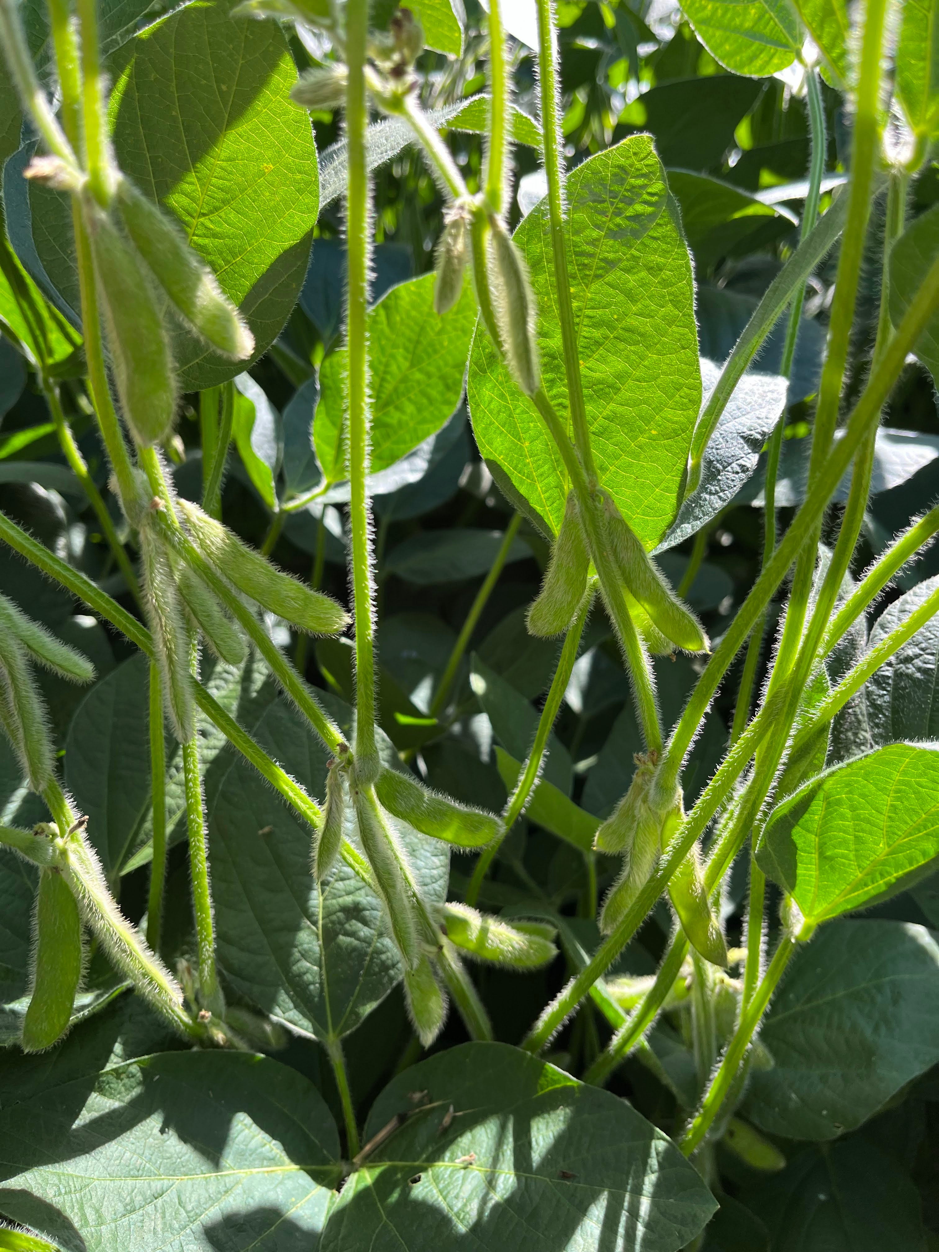 Hale Habitat & Seed Conventional Soybean Food Plot Seed, 5 lbs