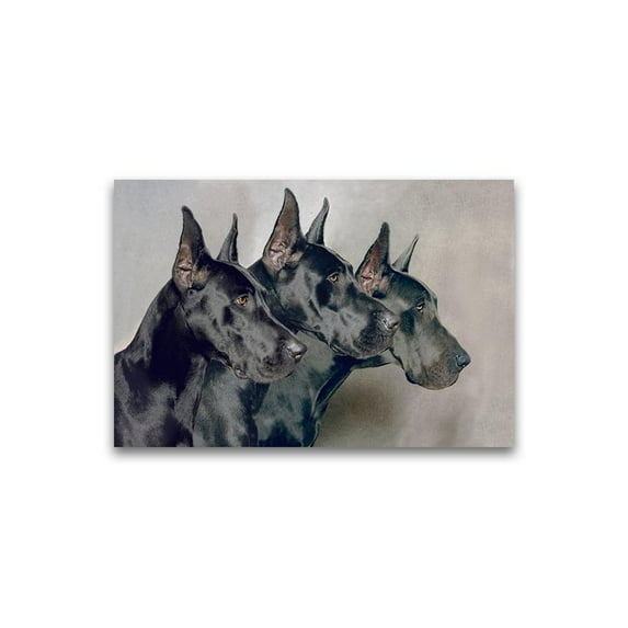 Generations Of Great Dane Dogs Poster -Image by Shutterstock
