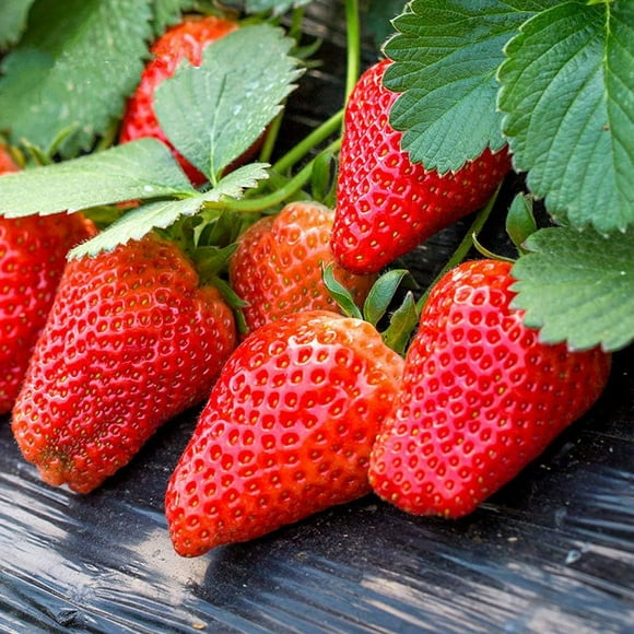 shiyou-Red Strawberry Seeds 300+Organic Heavy Yield Premium Giant Fast Fruit Easy to Grow Seeds for Planting Outdor Home Garden