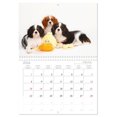 thumbnail image 6 of Lovable Cavalier King Charles Spaniel (Monthly Wall Calendar 2026 16.5 x 23.4 (open)), CALVENDO 14 Month Calendar, 6 of 9