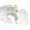 thumbnail image 2 of Human Spine Anatomical Model, Flexible - Medical Quality, Life Sized - 31.5" Height - Includes Complete Pelvis & Hanging Mount - hBARSCI, 2 of 4