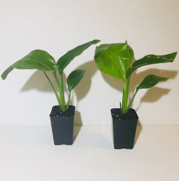 Set 2 White Bird of Paradise Plants Live for Planting, Giant Bird of Paradise Plants for Indoor Outdoor 4 to 6 Inch Tall