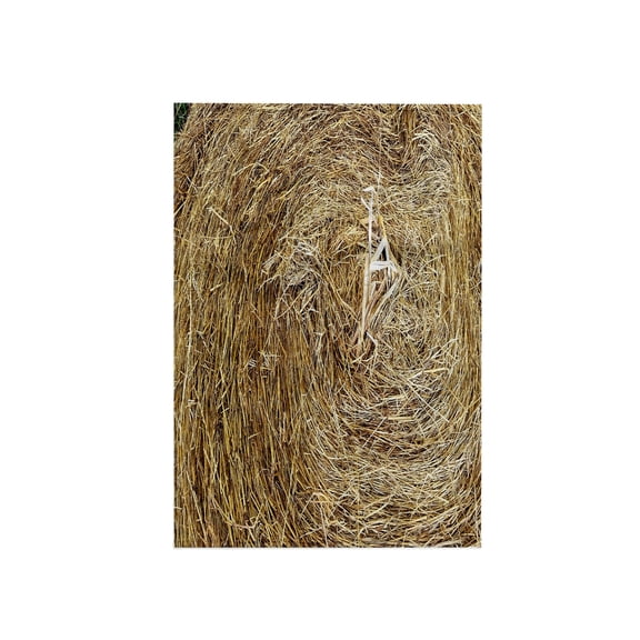 3dRose, Image of Closeup Of Natural Hay At Florida Fairgrounds, 15x22 Hand Towel