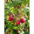 thumbnail image 3 of Heritage Red Raspberry Plant - 3.25" Pot, 3 of 4