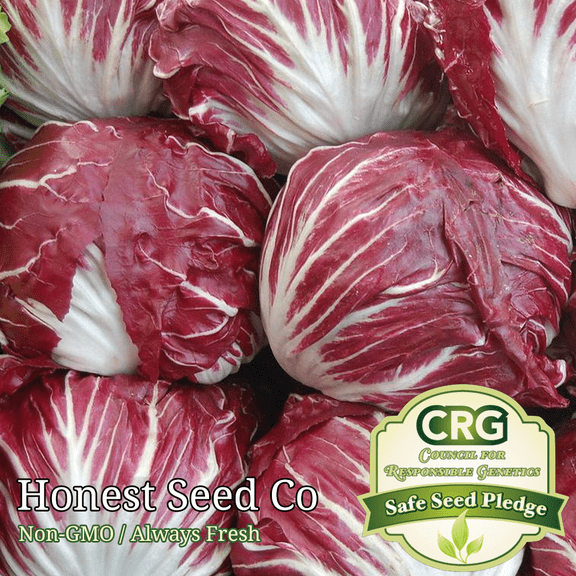 500  Radicchio Seeds | Non-GMO | Fresh Garden Seeds USA Grown Heirloom
