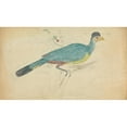 thumbnail image 2 of James Sowerby 18x12 Black Ornate Wood Framed Double Matted Museum Art Print Titled - Great Blue Turaco, 2 of 5
