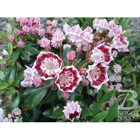 Minuet Mountain Laurel–Compact Evergreen Shrub 3 Gallon