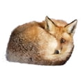 thumbnail image 2 of Curinga, Kim 12x12 White Modern Wood Framed Museum Art Print Titled - Sleeping Fox, 2 of 4