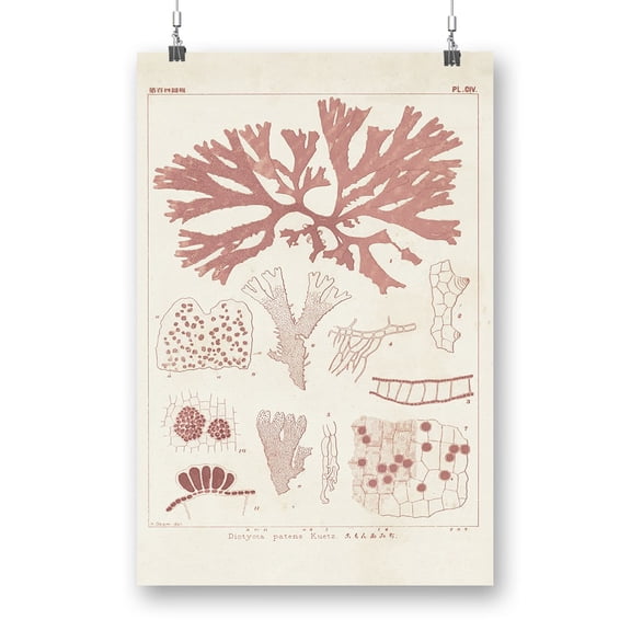 Antique Coral Seaweed Iii Poster - Vision Studio Designs,